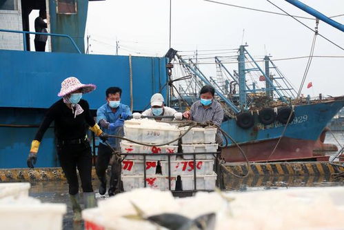 渔业复工复产有了好收获 石狮渔船载来56000斤花鲢鱼